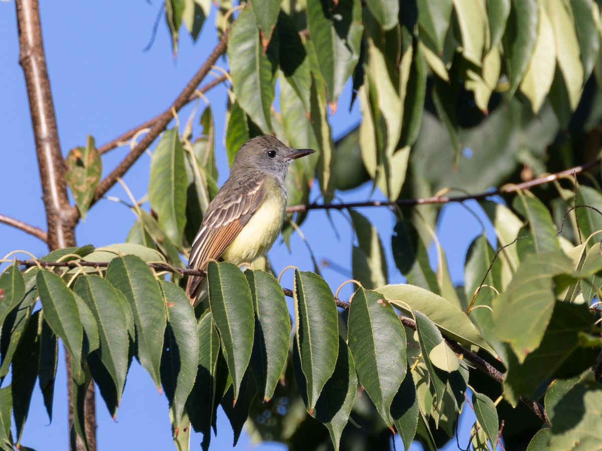 Great Crested Flycatcher - ML630183194