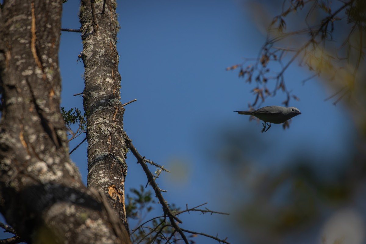 Gray Cuckooshrike - Antonio Rodriguez-Sinovas