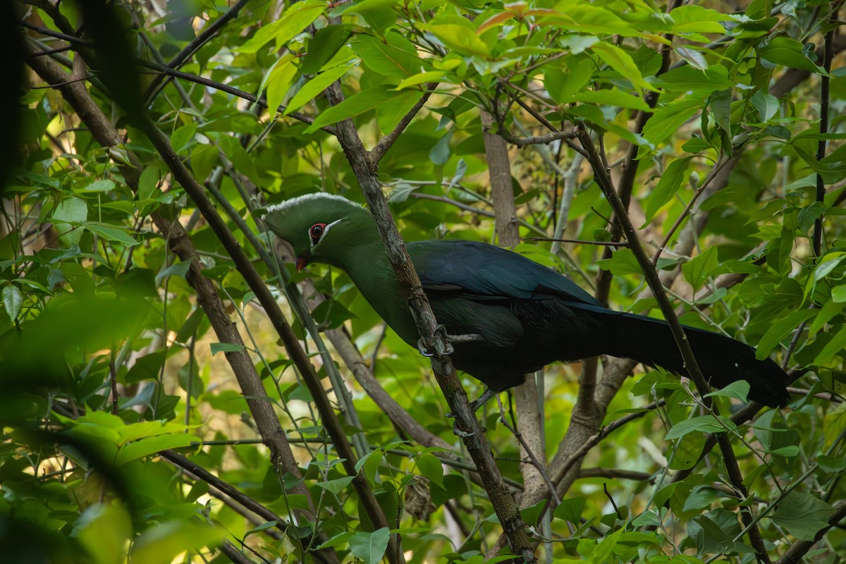 Knysna Turaco - Antonio Rodriguez-Sinovas