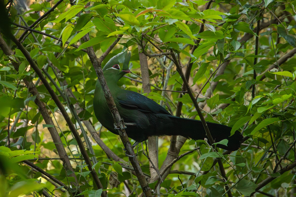 Knysna Turaco - Antonio Rodriguez-Sinovas