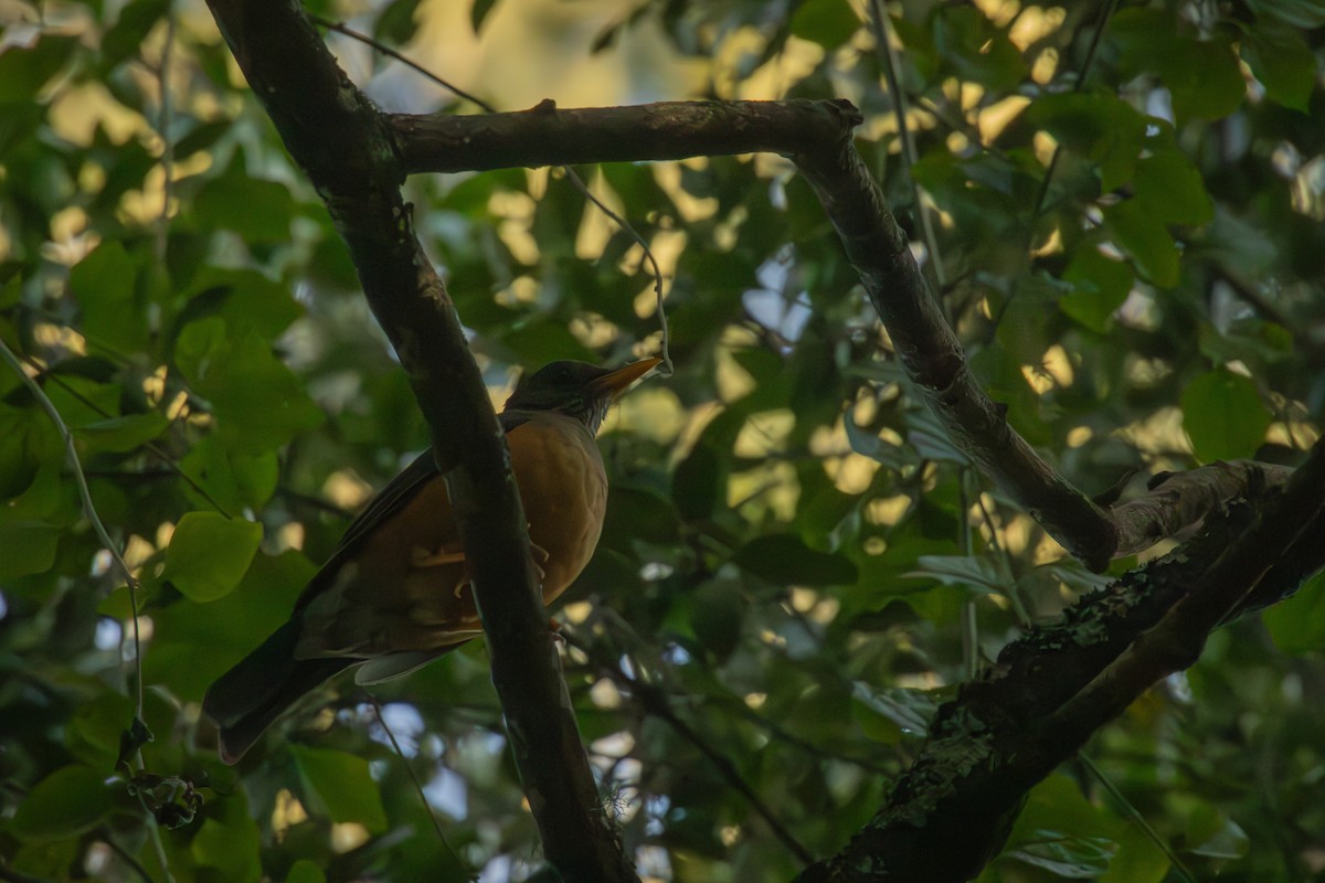 Olive Thrush - Antonio Rodriguez-Sinovas