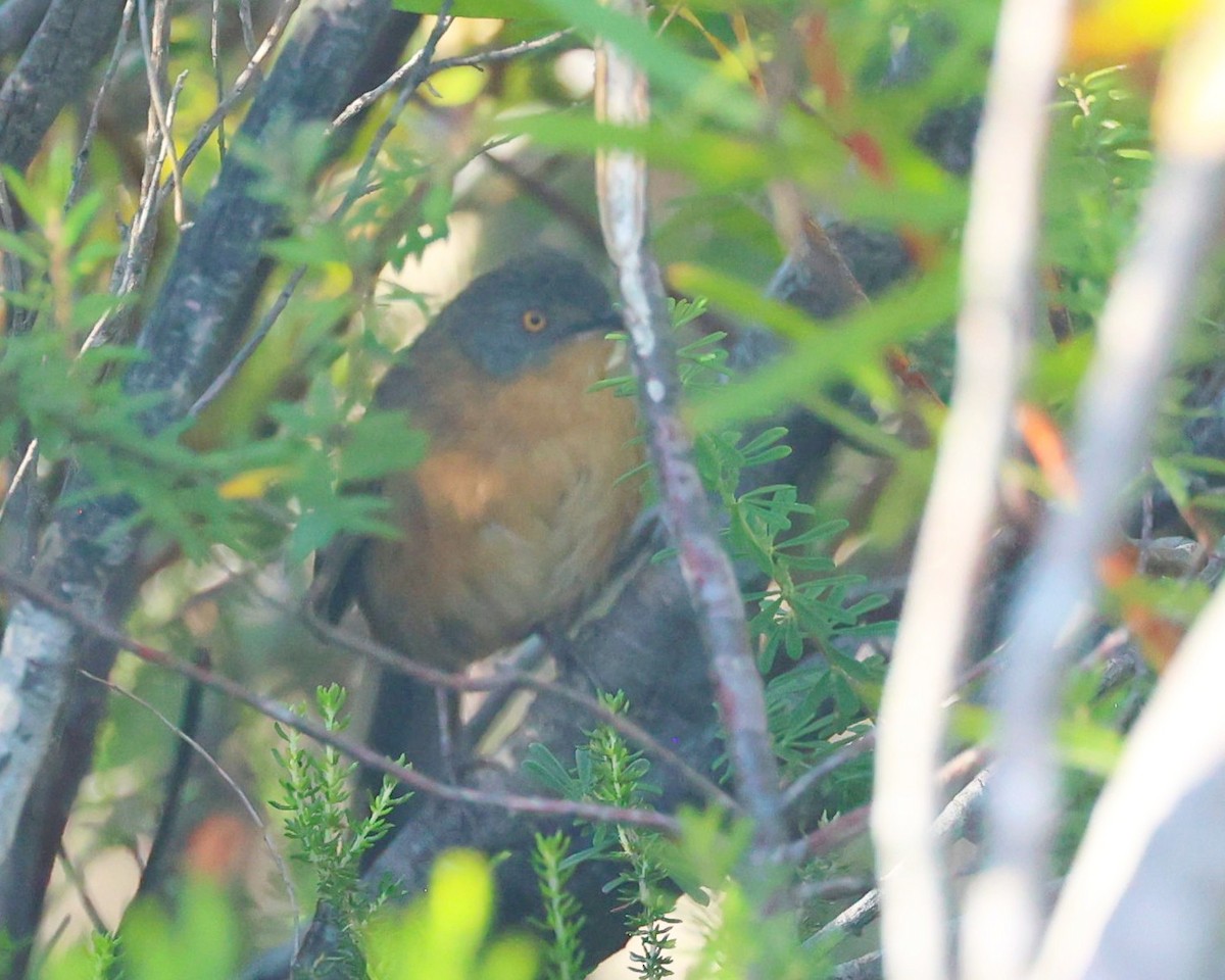 Cryptille de Victorin - ML630183701