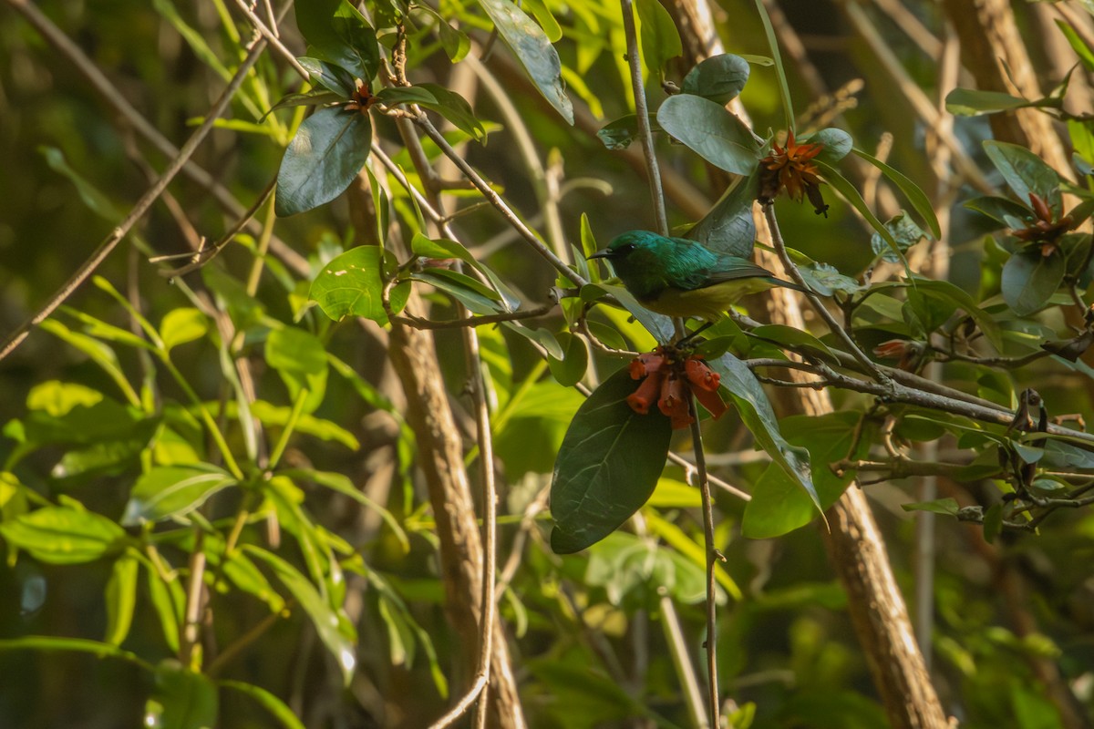 Collared Sunbird - Antonio Rodriguez-Sinovas