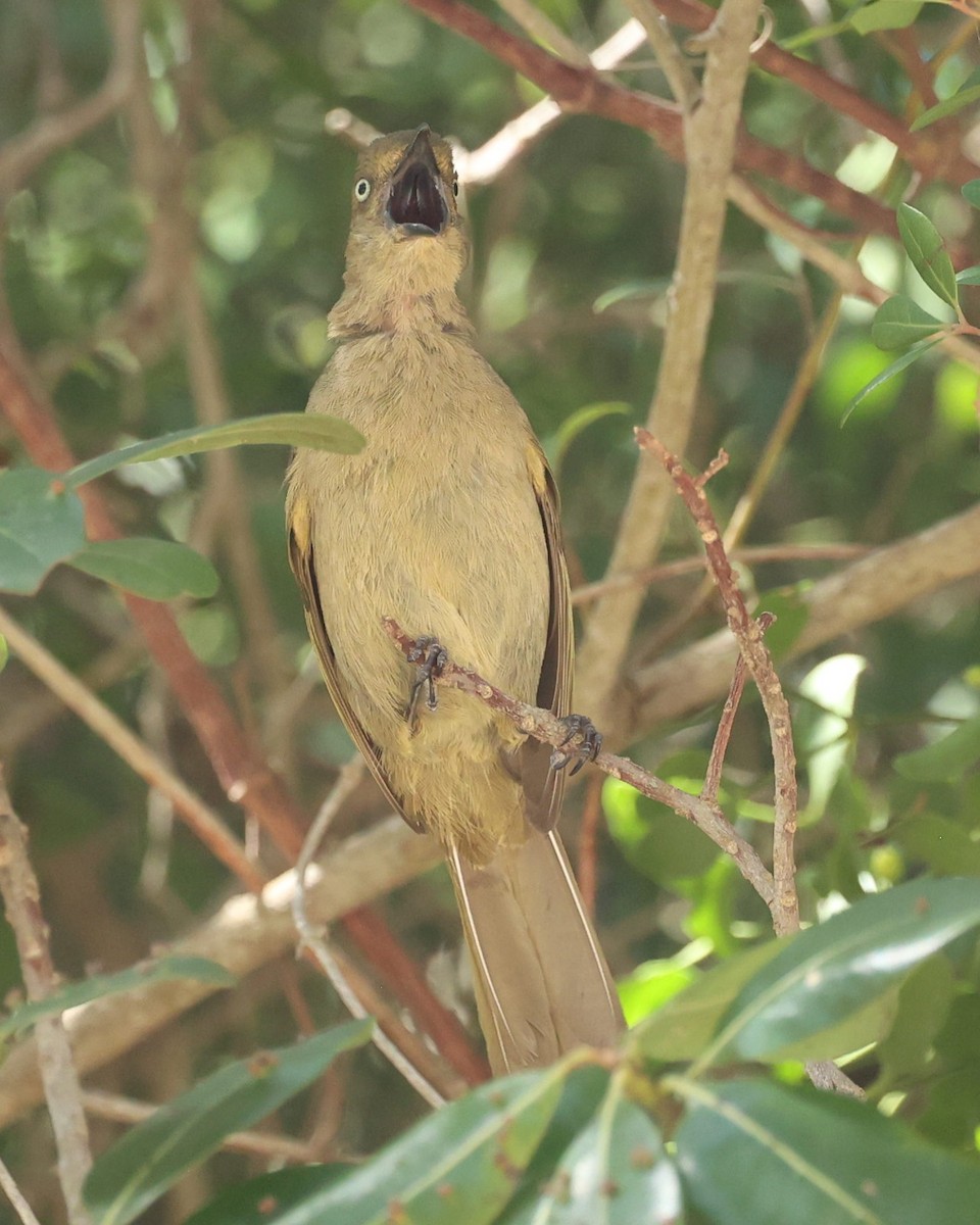 Bulbul importun - ML630183769