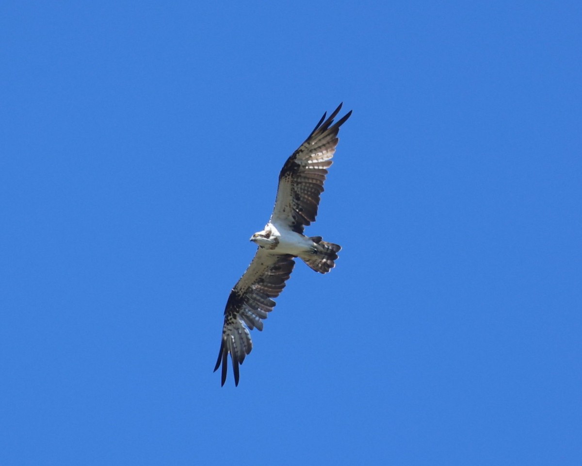 Balbuzard pêcheur (haliaetus) - ML630183861