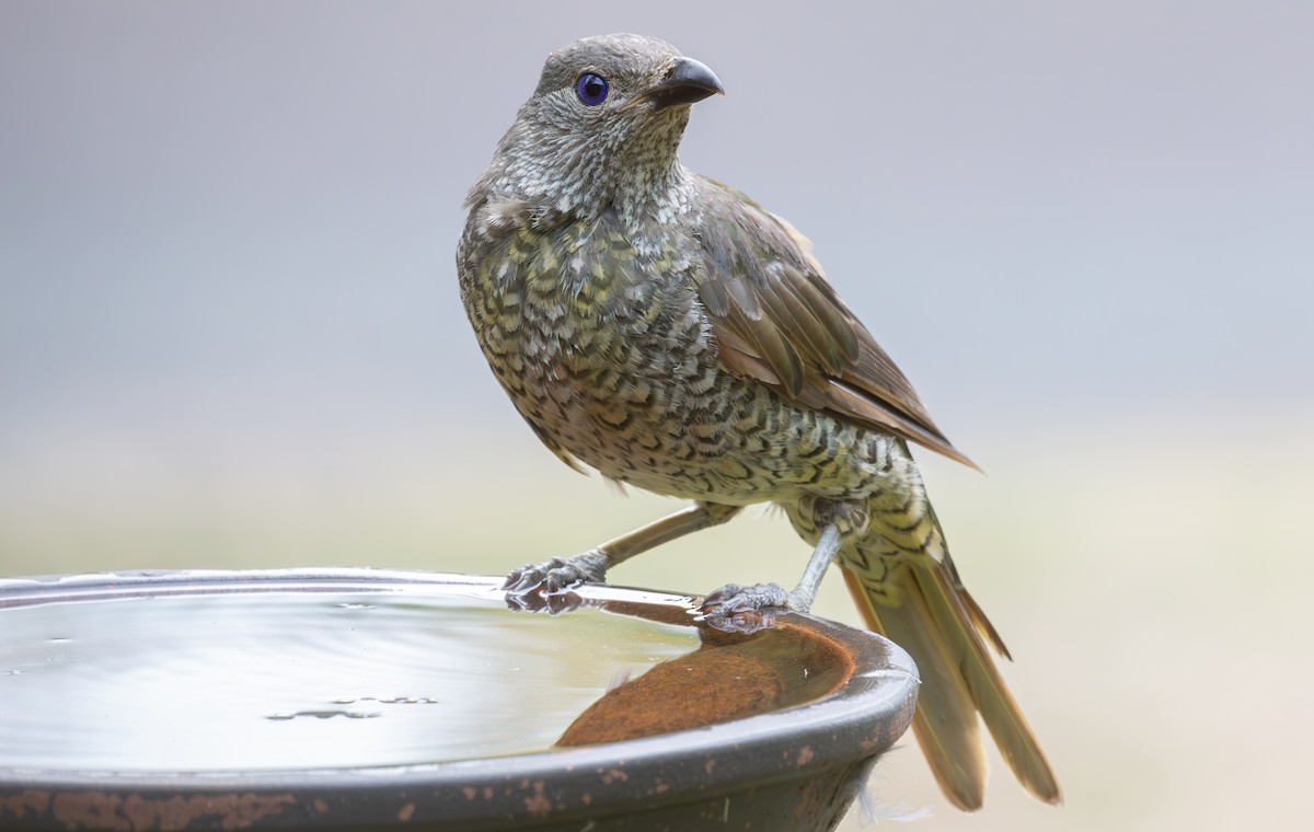 Satin Bowerbird - ML630183958