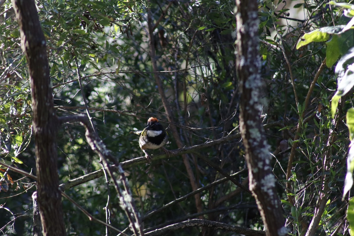 Collared Towhee - ML630183969