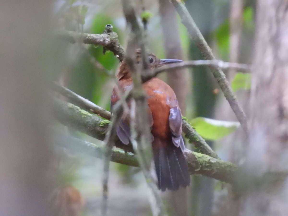 ムネアカヤブクグリ（cearensis） - ML630184203