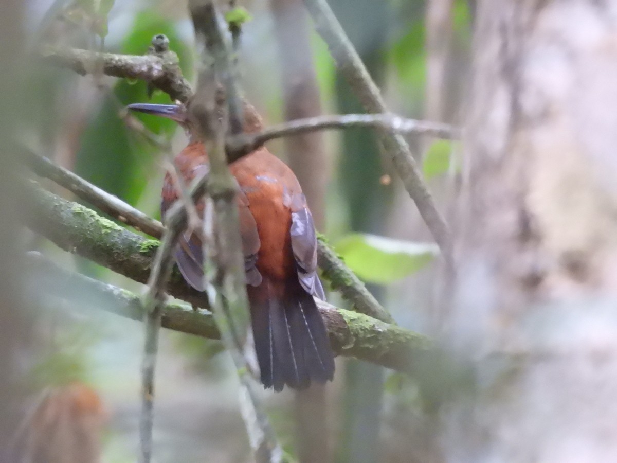 ムネアカヤブクグリ（cearensis） - ML630184204