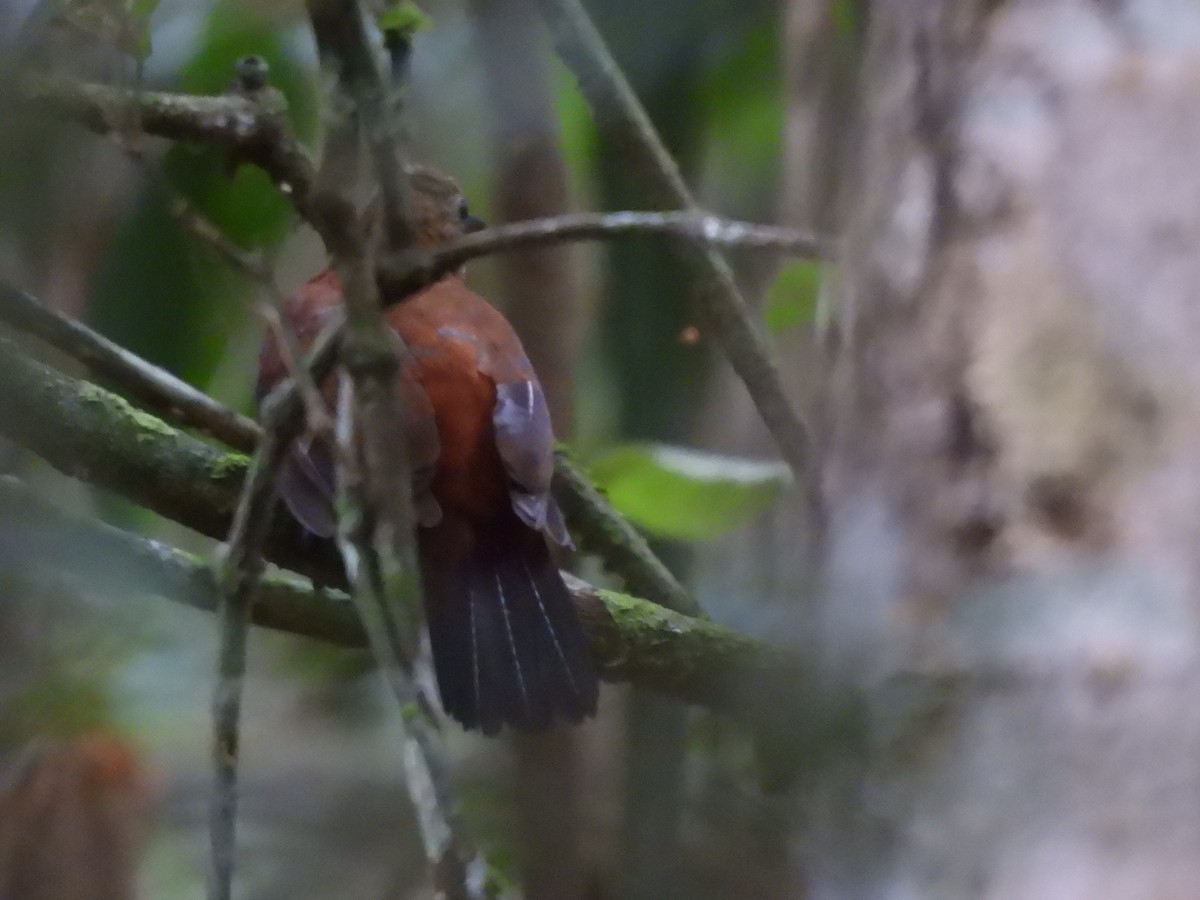 ムネアカヤブクグリ（cearensis） - ML630184205