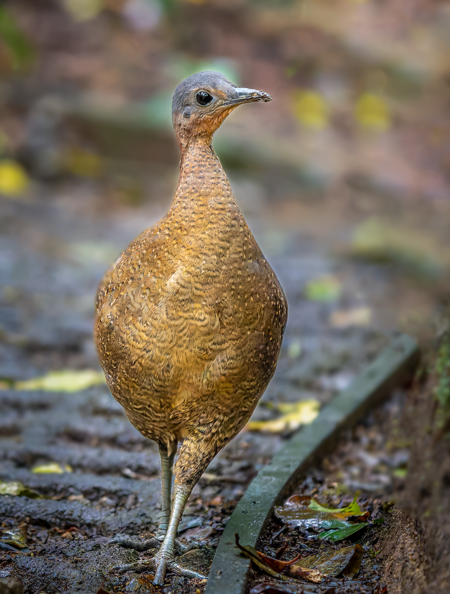 Highland Tinamou - ML630184311