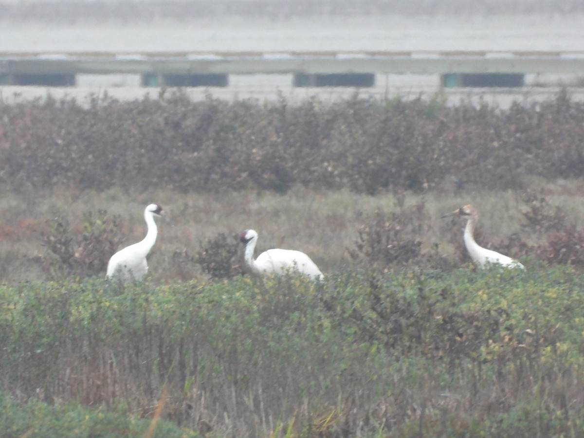 Whooping Crane - ML630184510