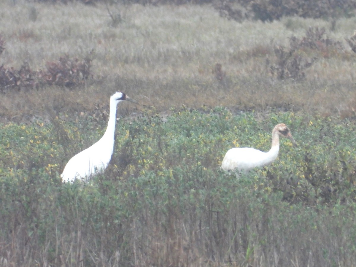 Whooping Crane - ML630184511