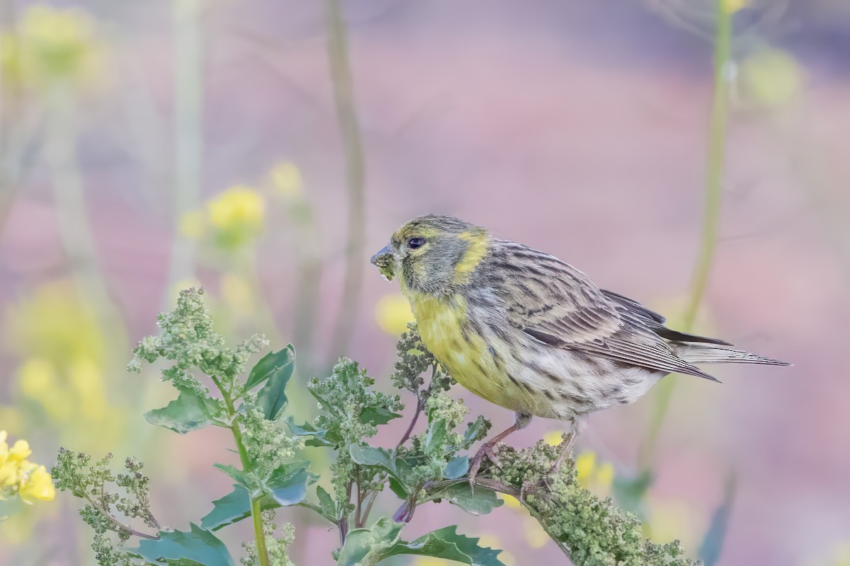 European Serin - ML630184901