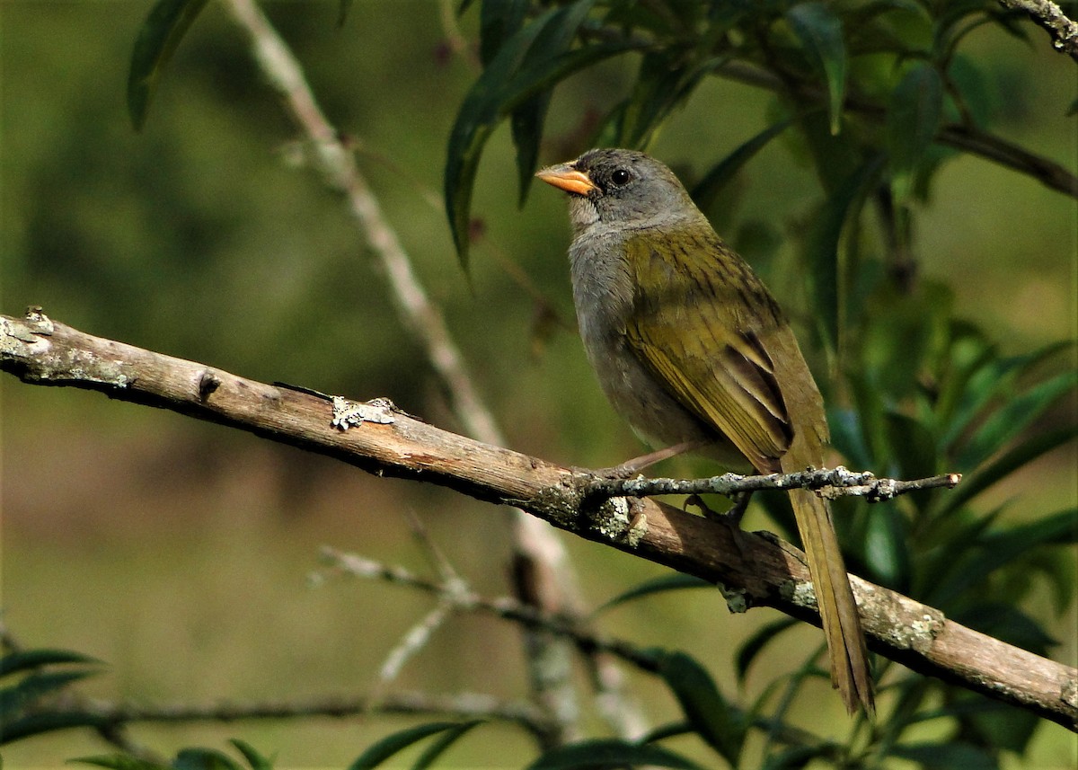 Great Pampa-Finch - Carlos Otávio Gussoni