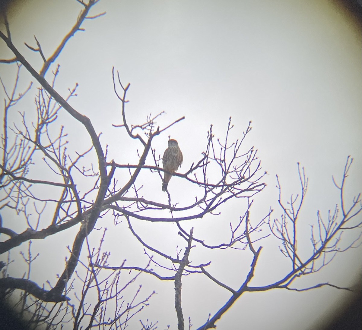 Merlin - ML630185029