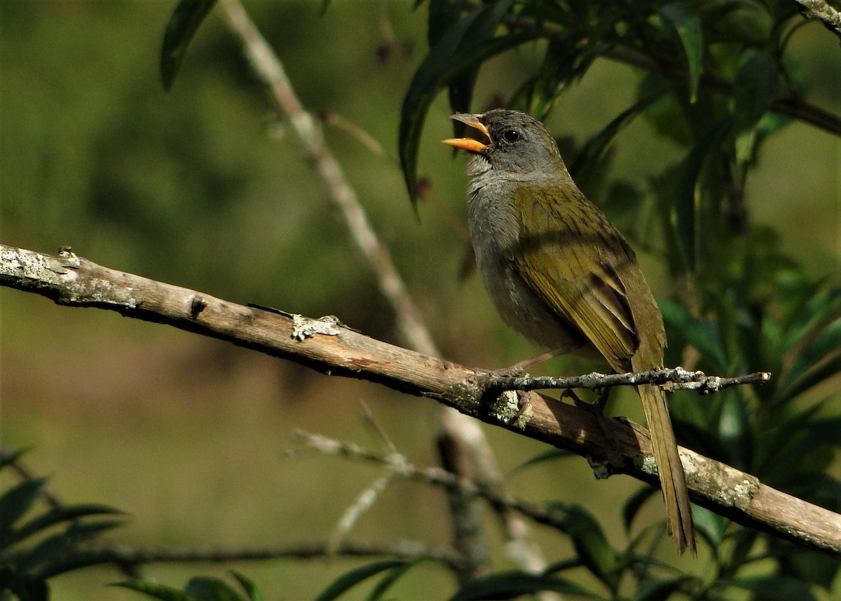 Great Pampa-Finch - ML63018511