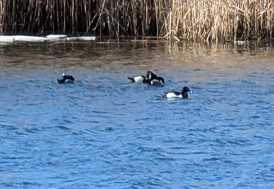 Ring-necked Duck - ML630185260