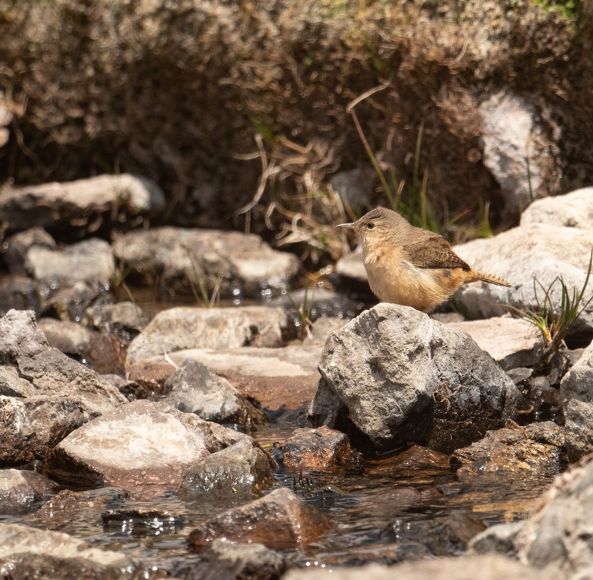 Southern House Wren - ML630185296