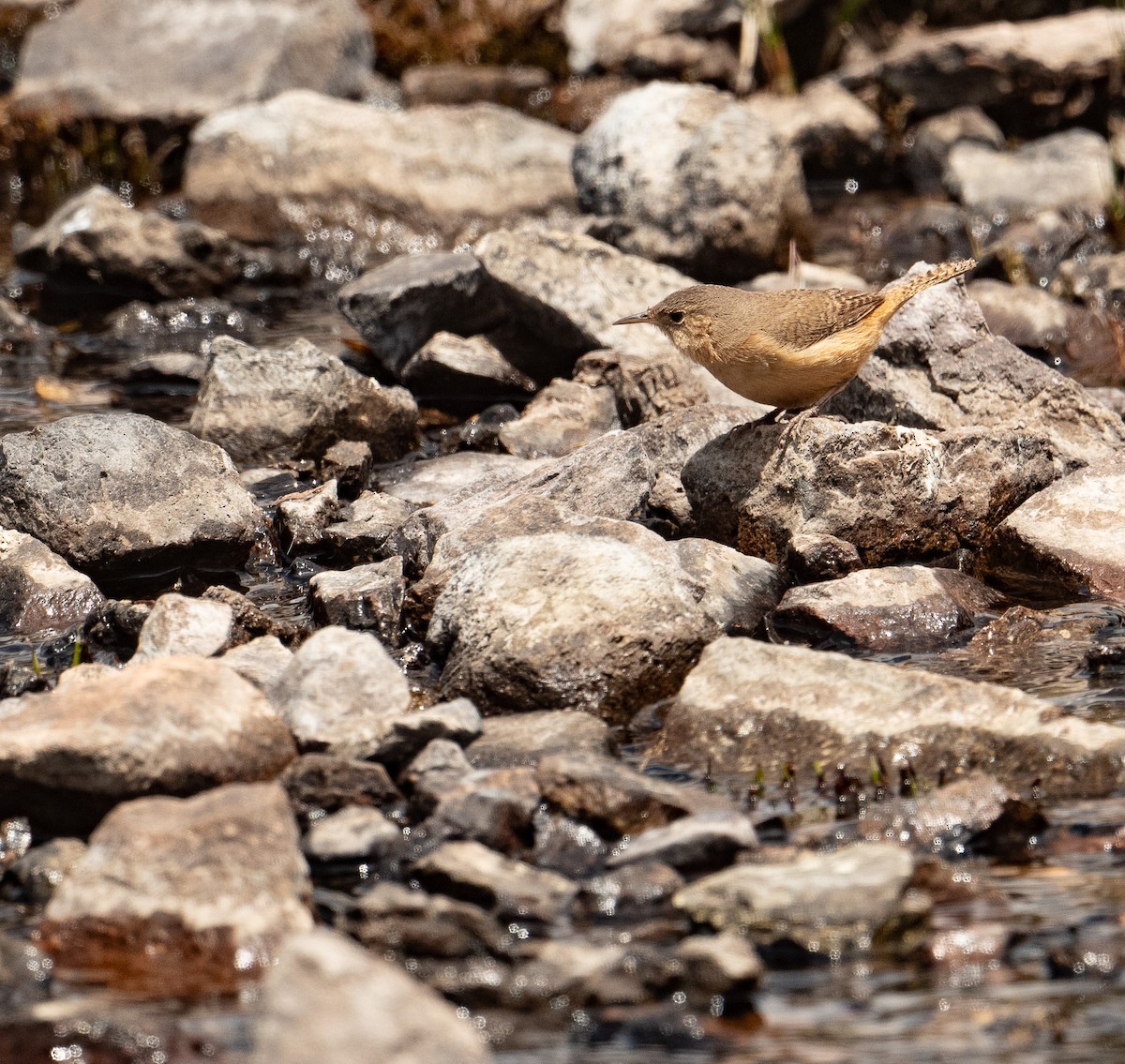 Southern House Wren - ML630185297