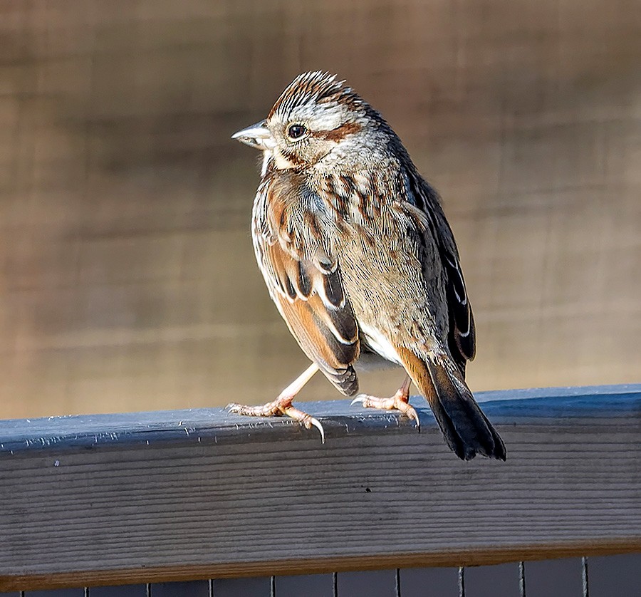 Song Sparrow - ML630185327