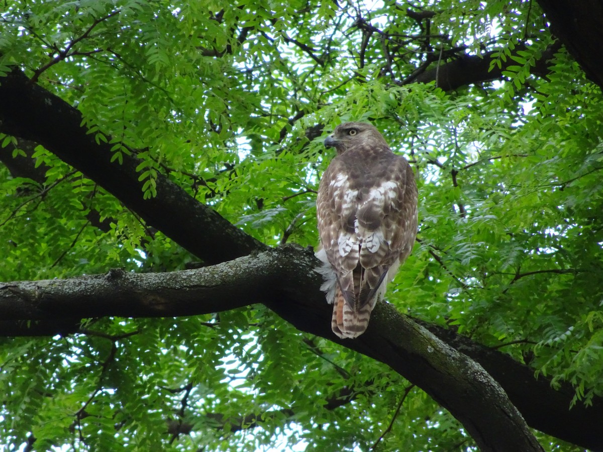 Red-tailed Hawk - ML630185493