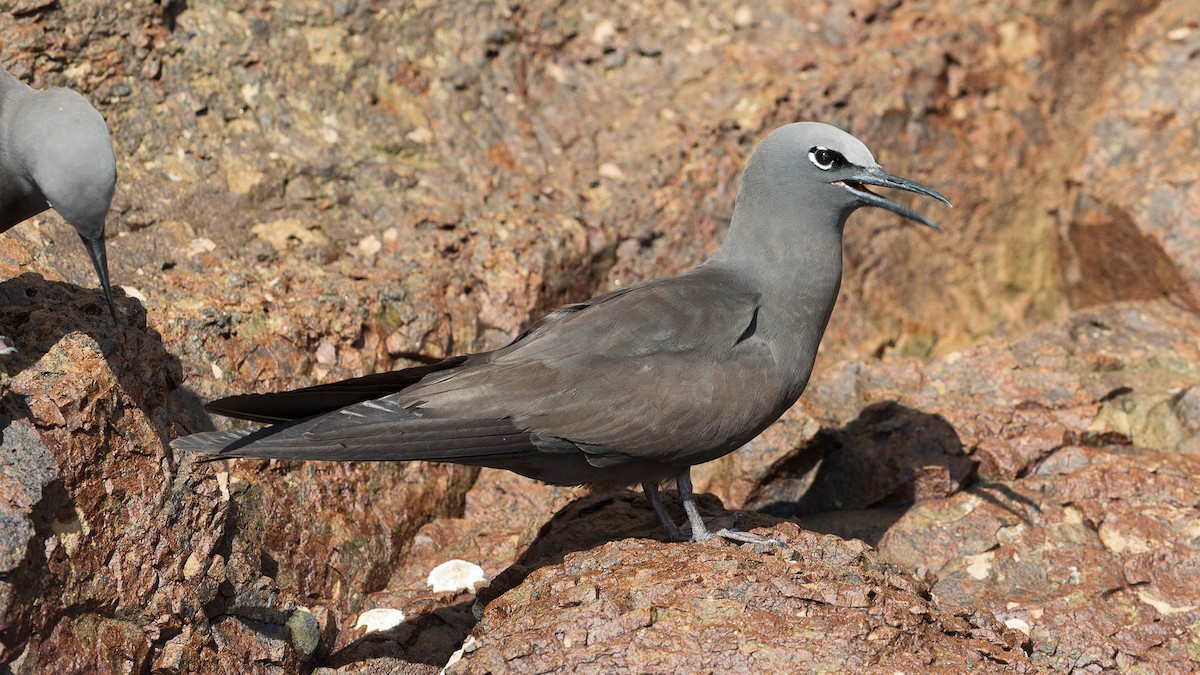 Brown Noddy - ML630185662