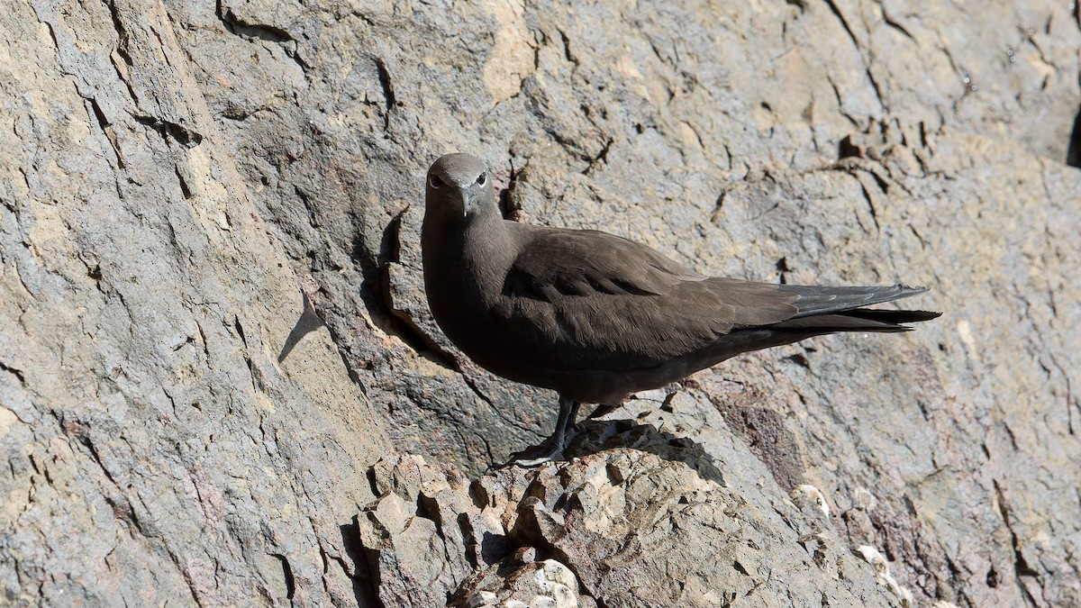 Brown Noddy - ML630185664