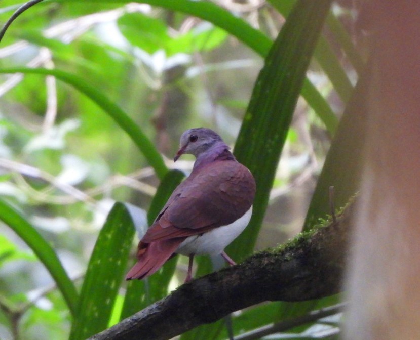 Violaceous Quail-Dove - ML630185665