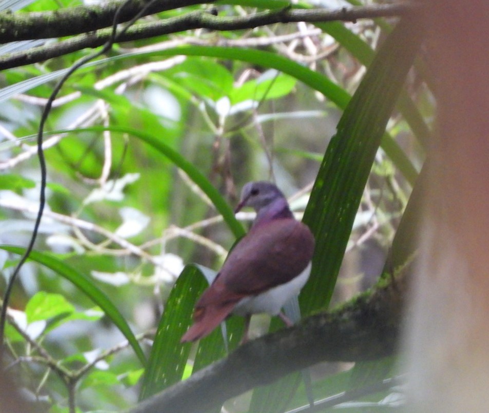 Violaceous Quail-Dove - ML630185686
