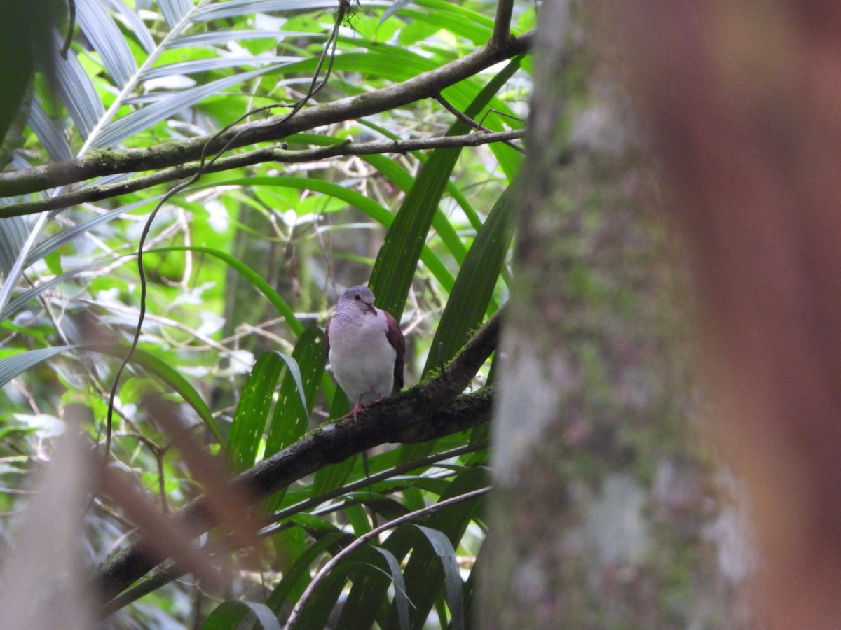 Violaceous Quail-Dove - ML630185689