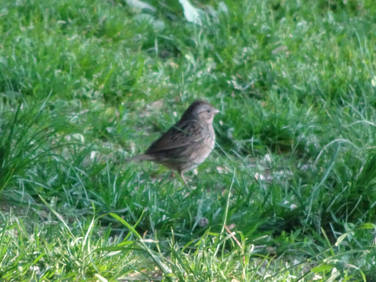 Lincoln's Sparrow - ML630185738