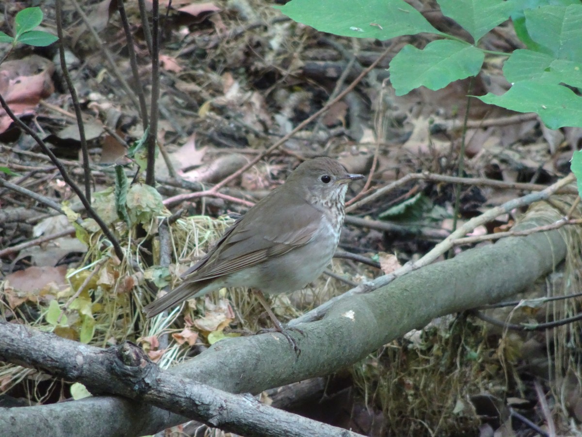 Gray-cheeked Thrush - ML630186068