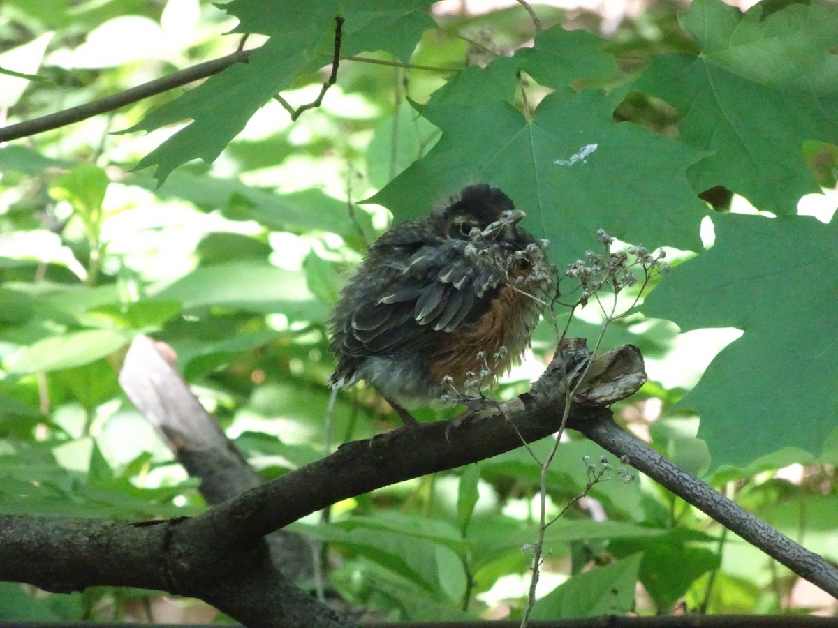 American Robin - ML630186092
