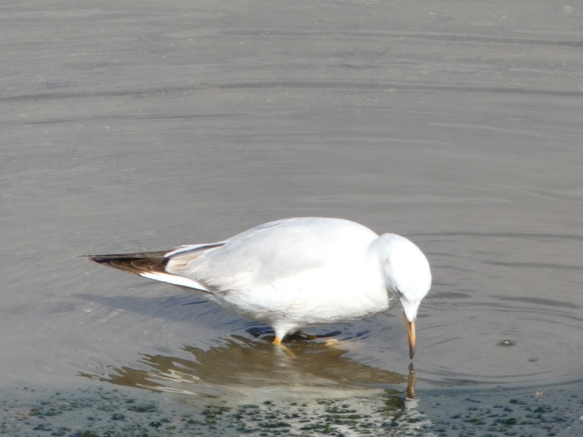 Slender-billed Gull - ML630186237