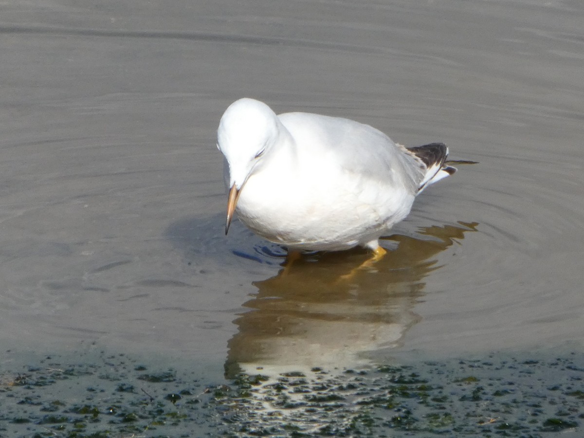Slender-billed Gull - ML630186246