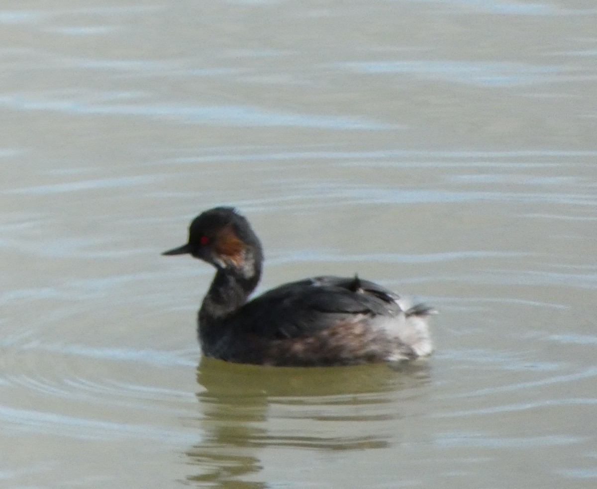 Eared Grebe - ML630186270