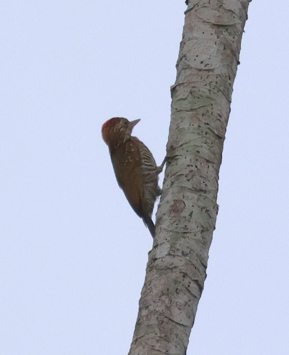 Golden-collared Woodpecker - ML630186299