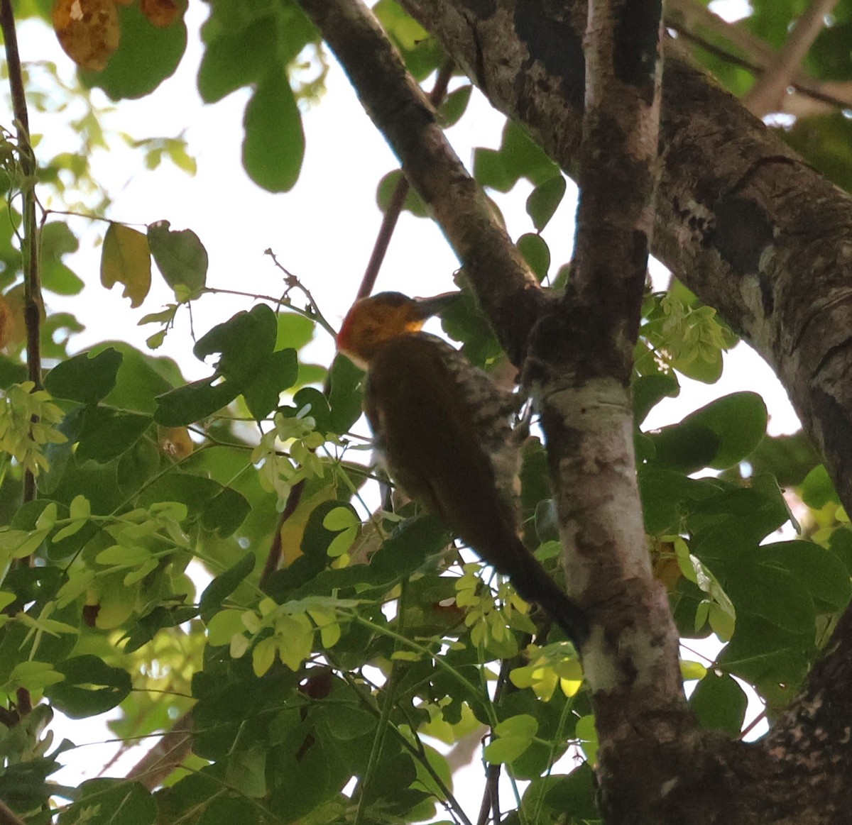 Yellow-throated Woodpecker - ML630186311