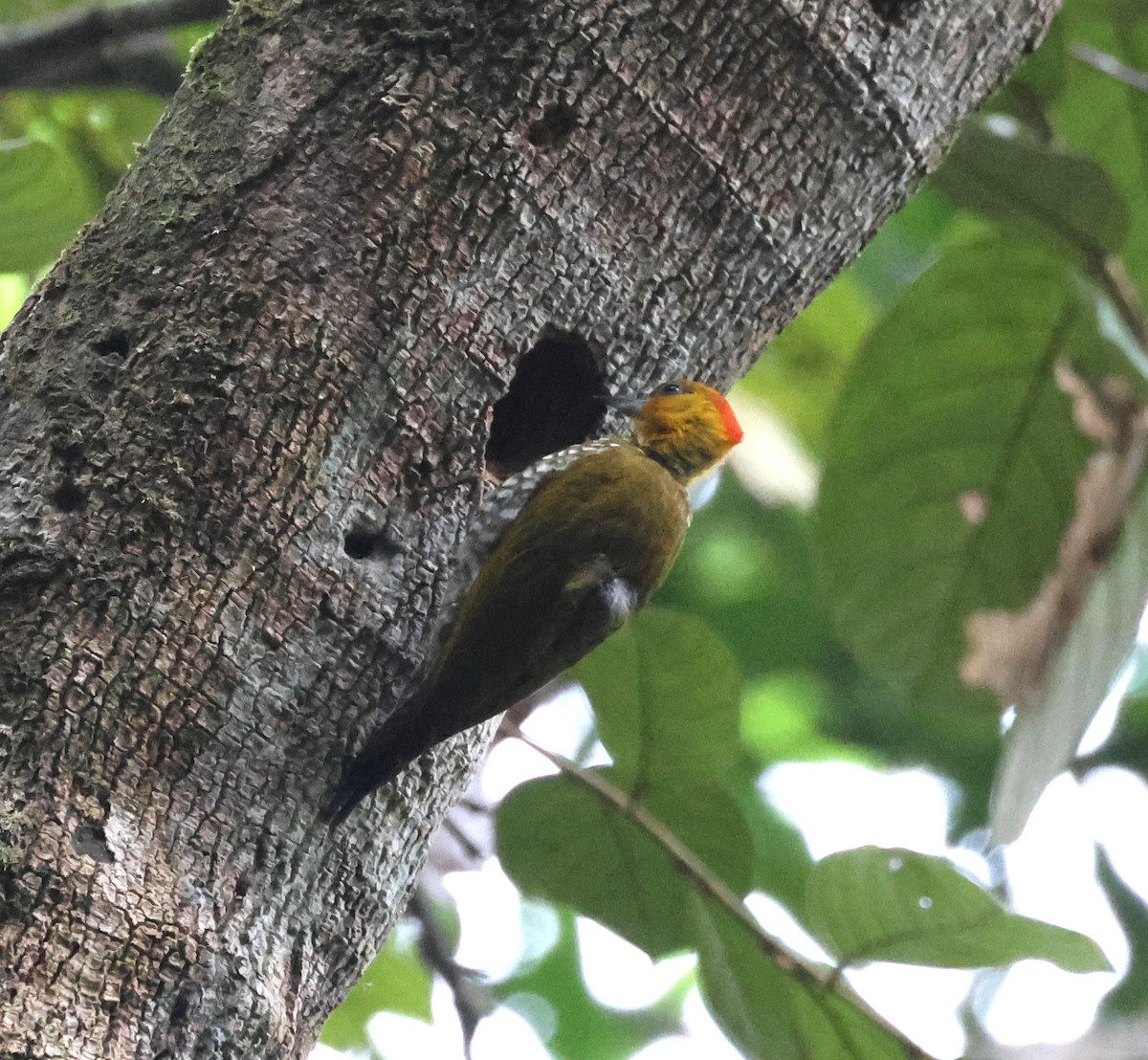 Yellow-throated Woodpecker - ML630186312