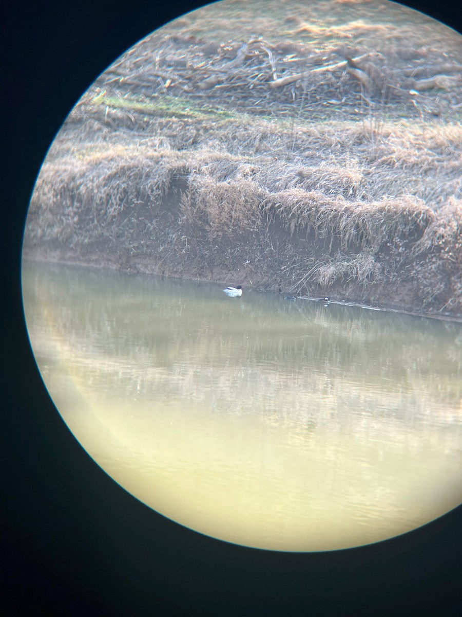Common Merganser - ML630186452