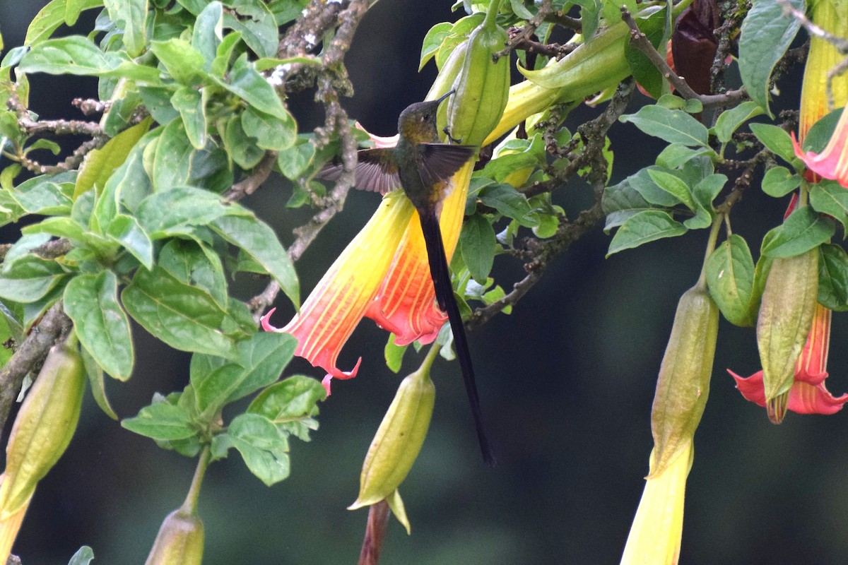Uzun Kuyruklu Kolibri - ML630186459