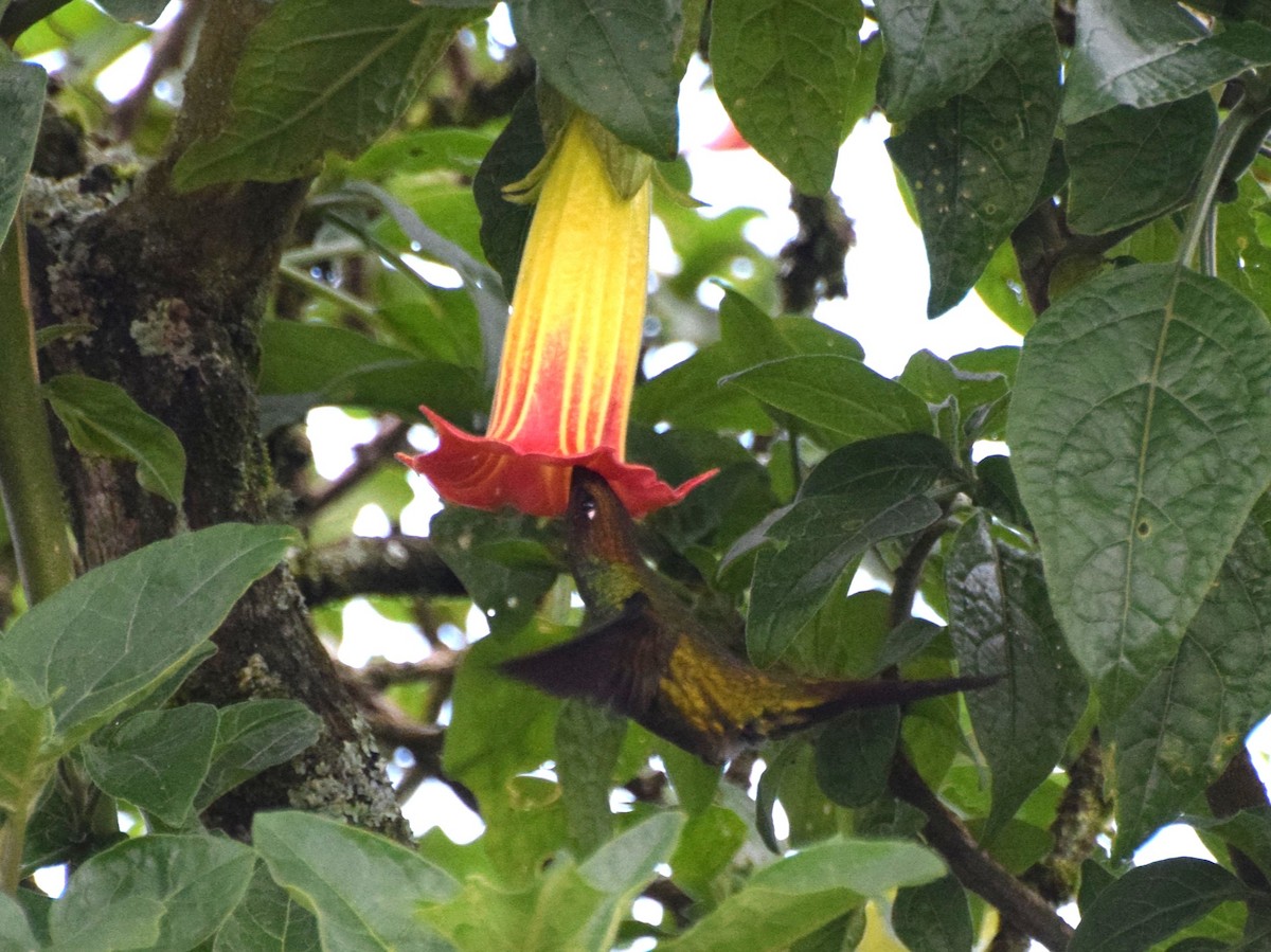 Kılıç Gagalı Kolibri - ML630186467