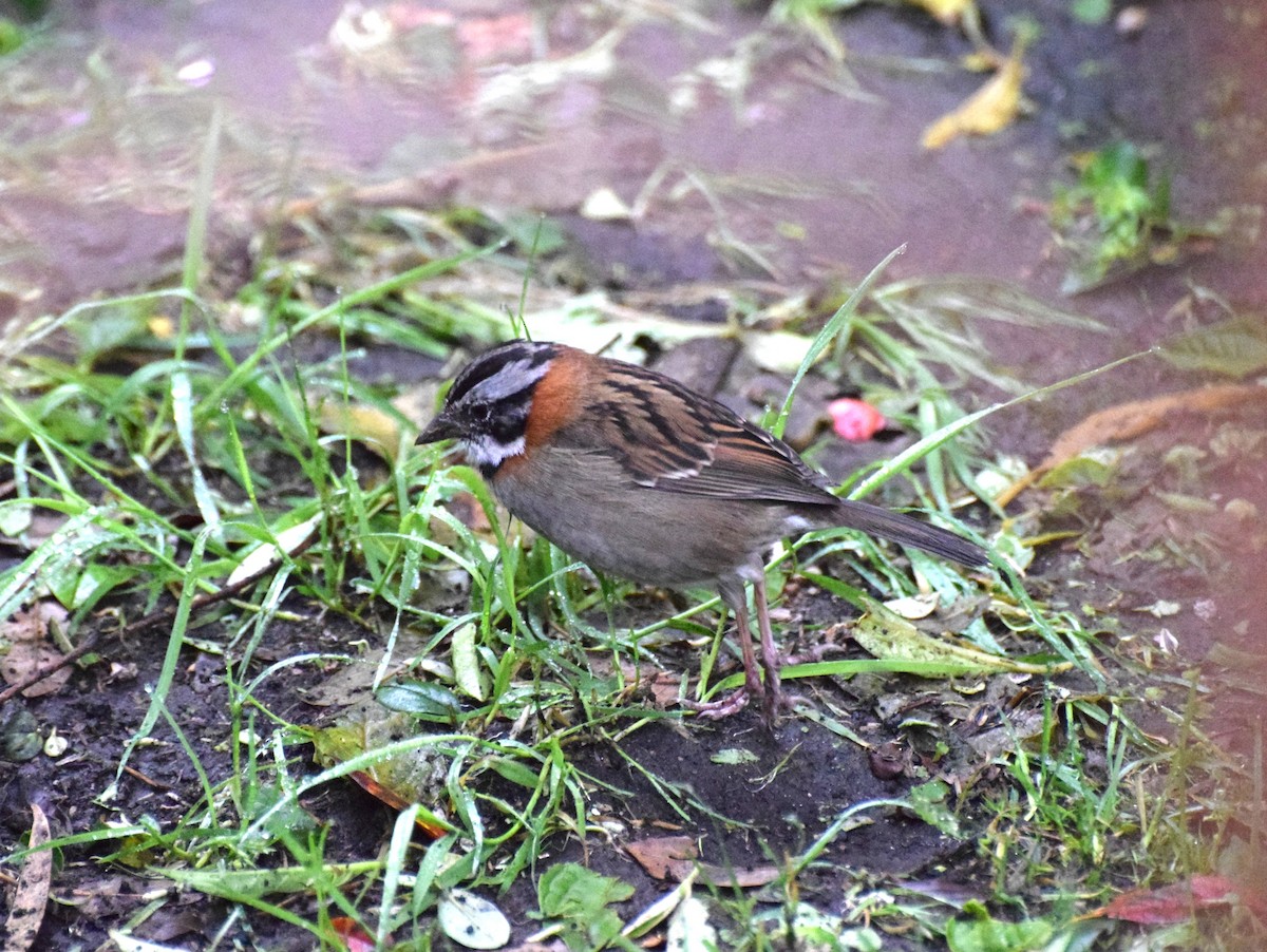 Kızıl Enseli Serçe - ML630186476