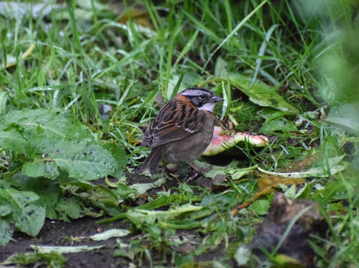 Kızıl Enseli Serçe - ML630186477