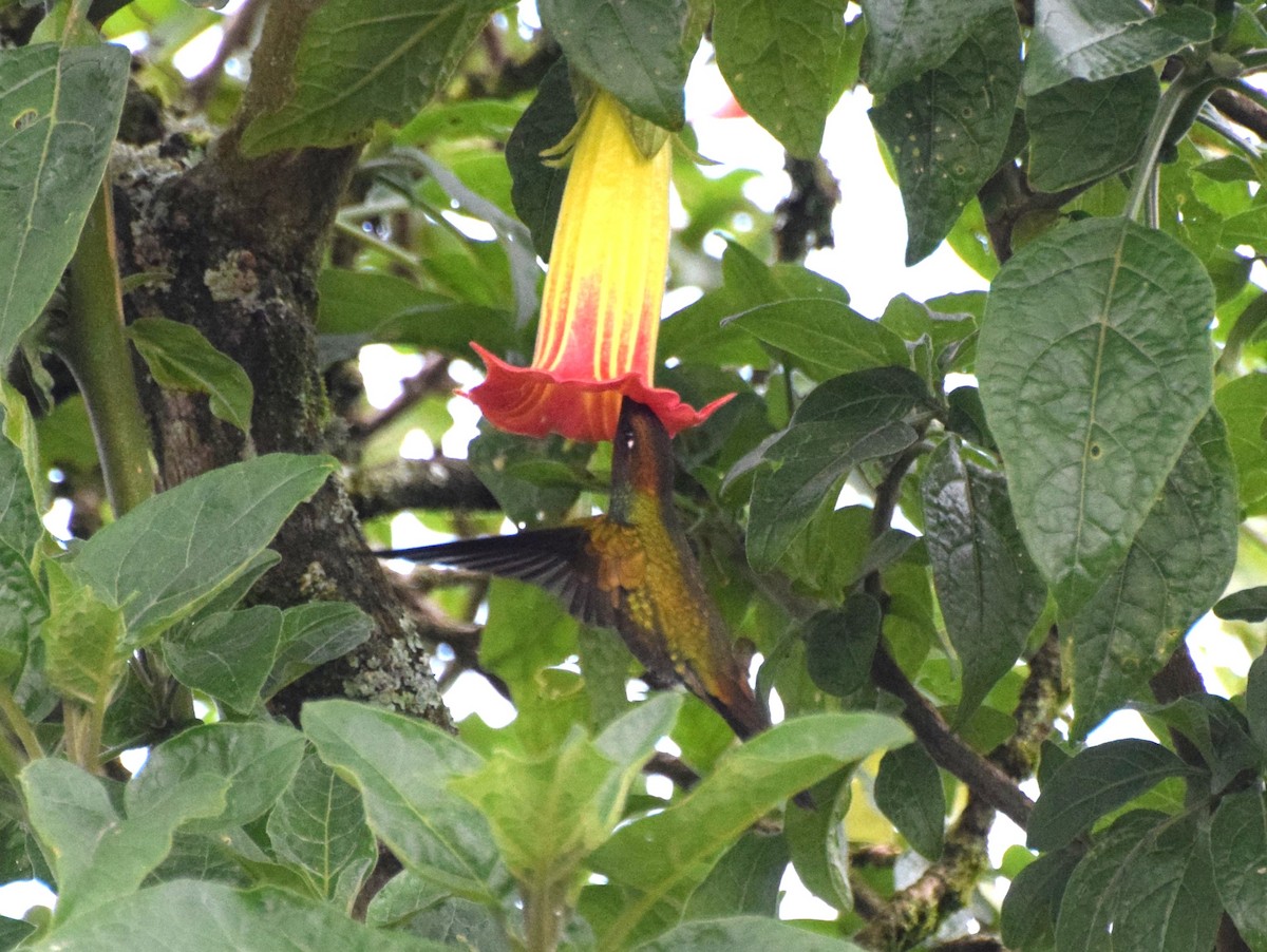 Kılıç Gagalı Kolibri - ML630186491