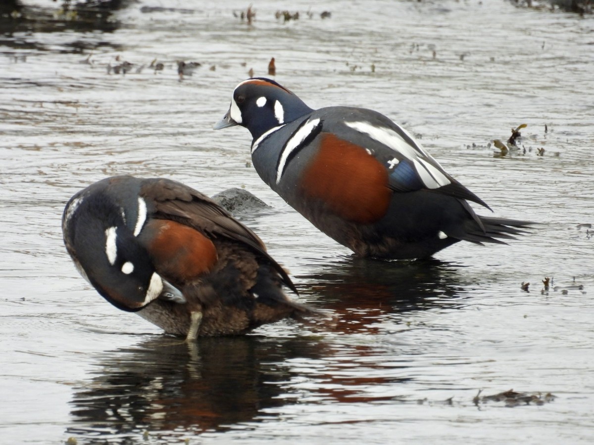 Harlequin Duck - ML630186512