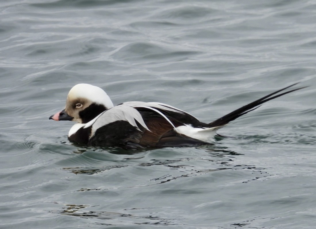 Long-tailed Duck - ML630186518