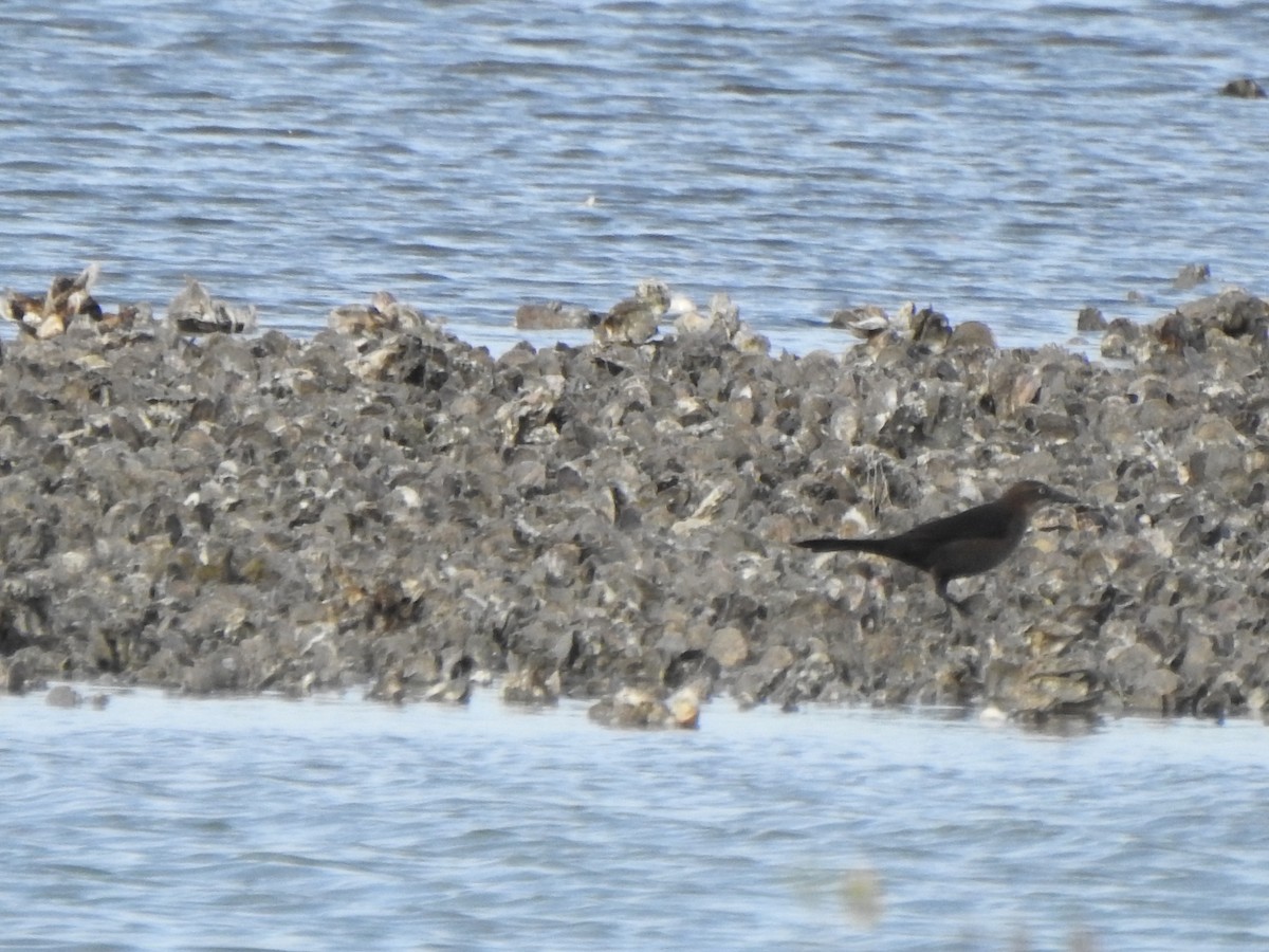 Great-tailed Grackle - ML630186526