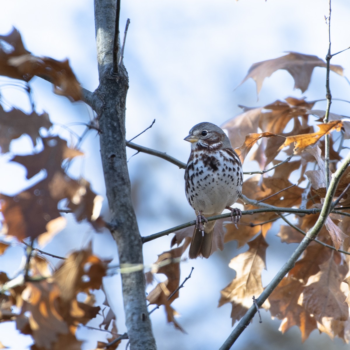 Fox Sparrow - ML630186638